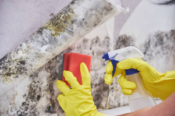 Best Mold Remediation for Healthcare Facilities  in North Bennington, VT